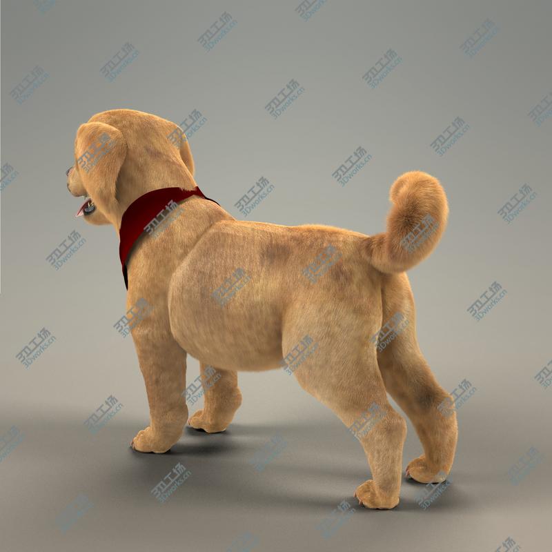 images/goods_img/2021040232/Retriever Puppy with Fur/4.jpg